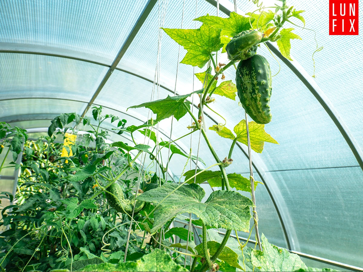 Wybór najlepszej szklarni do uprawy ogórków