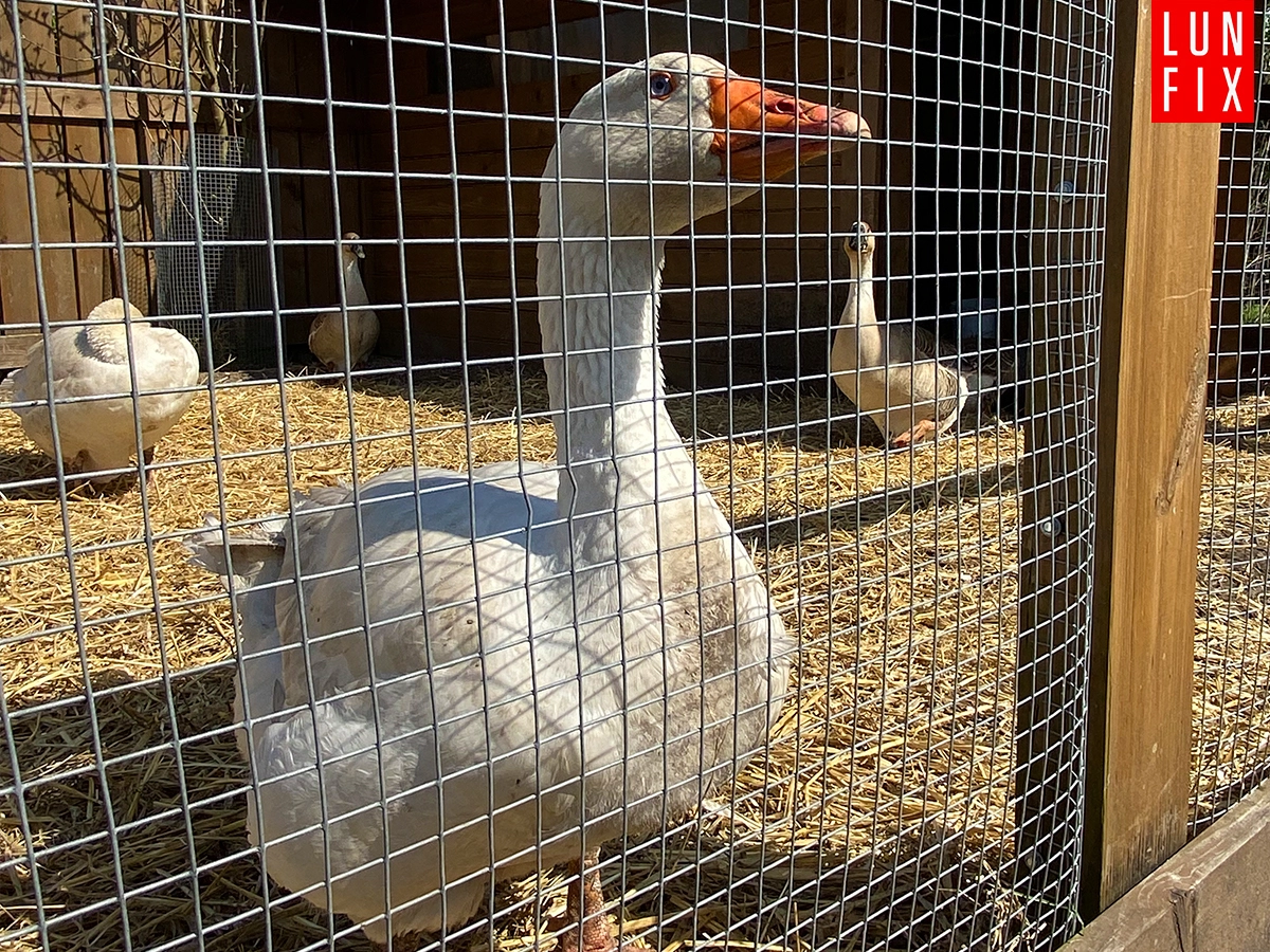 Siatki hodowlane – wszystko o czym musisz wiedzieć