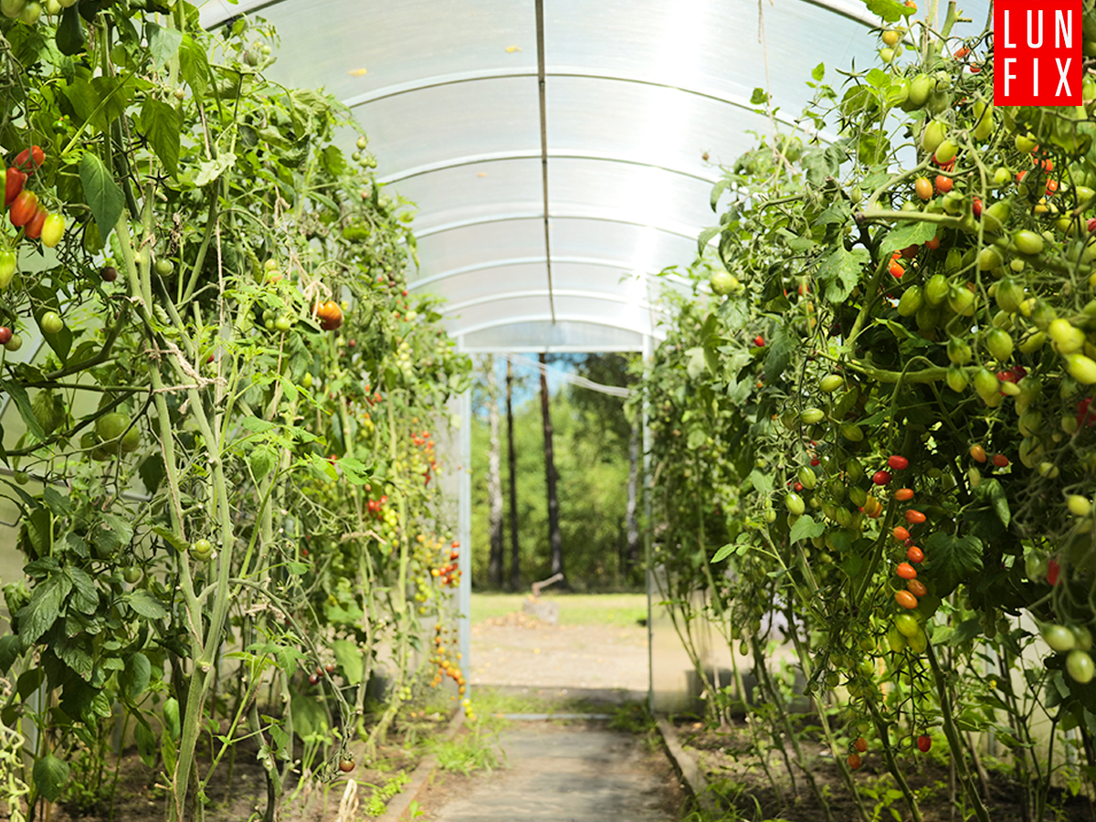Wybór najlepszej szklarni do uprawy pomidorów